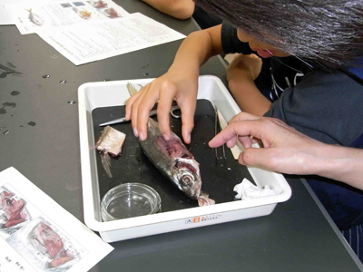 魚の解剖講座 動物の体のつくりを学ぼう いしかわ自然学校活動ブログ