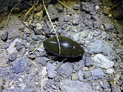 写真3_光に集まる昆虫採集会第一回2025r.jpg