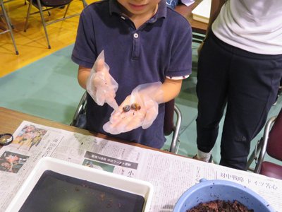 写真2_自然史資料館_カブトムシ博士になろうR6r.jpg